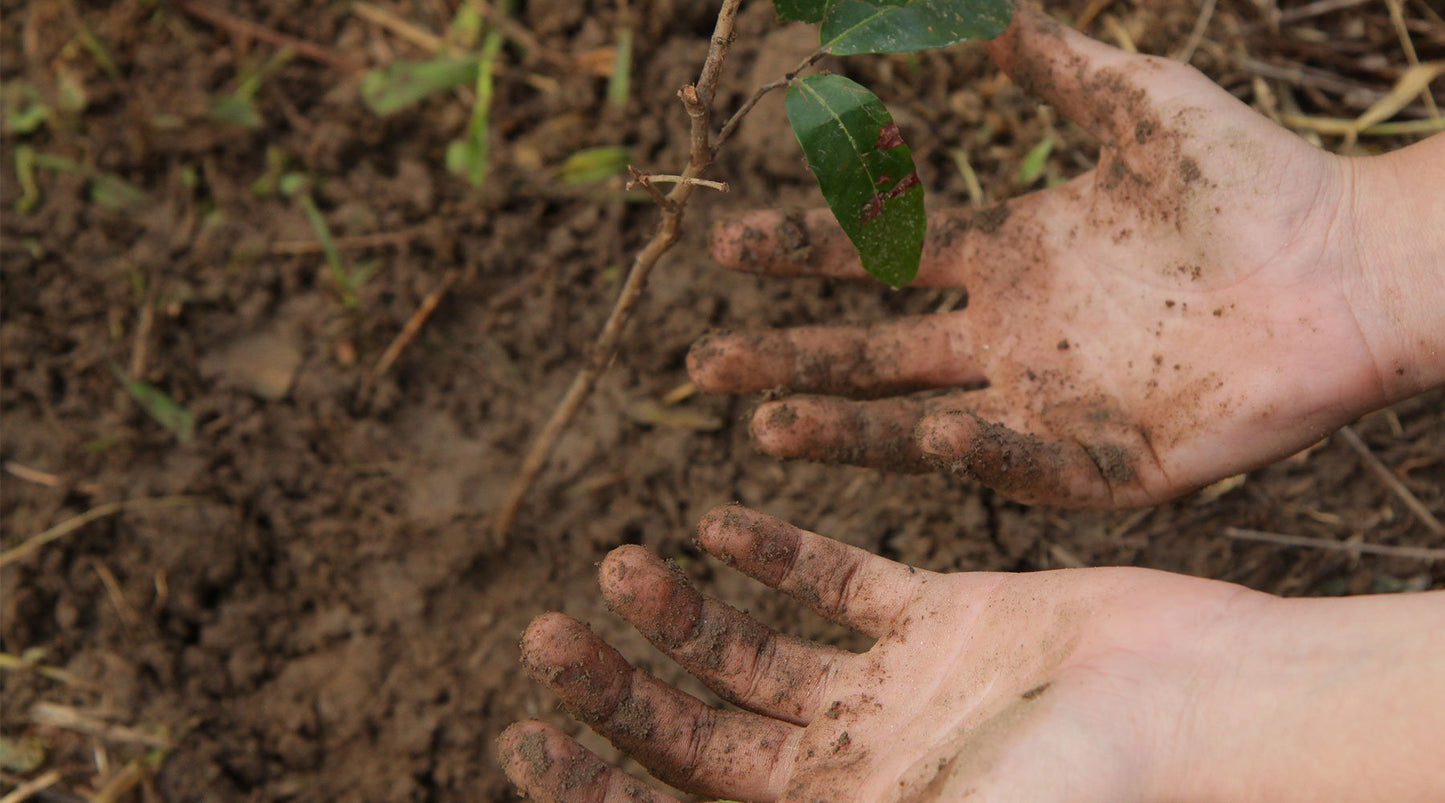 Trees to be Planted, , One Tree Planted, Logues Shoes - Logues Shoes.ie Since 1921, Galway City, Ireland.